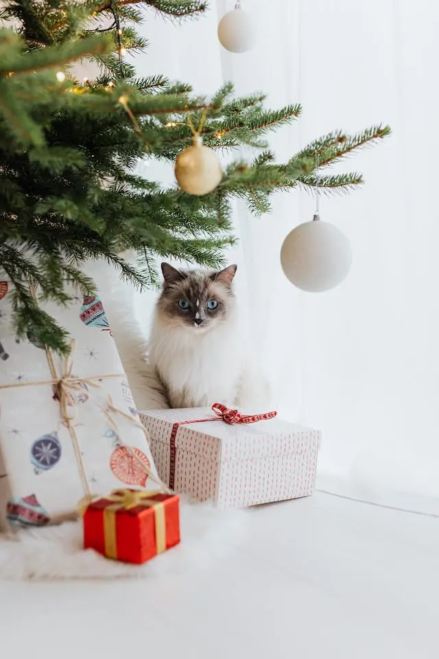 Кіт сидить під прикрашеною ялинкою біля подарунків